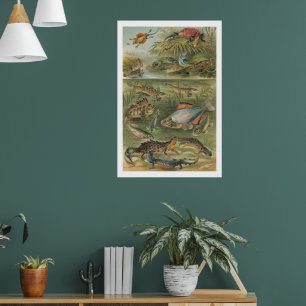 Poster Ilustração Antiga de Anfíbios e Peixes Vintage