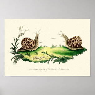 Poster Ilustração antiga de caracóis de jardim