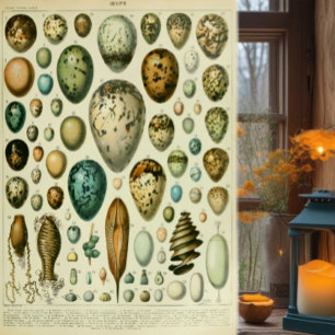 Poster Ilustração antiga de história natural de ovos mill