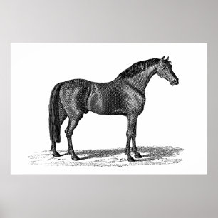 Pôster Ilustração árabe do cavalo dos 1800s do vintage