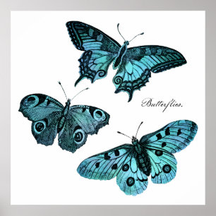 Pôster Ilustração azul da borboleta da cerceta do vinta