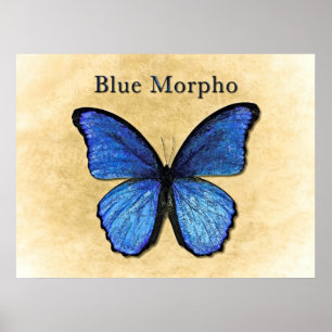 Pôster Ilustração azul de Morpho