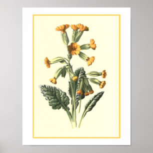 Poster Ilustração Botânica "Cowslip"