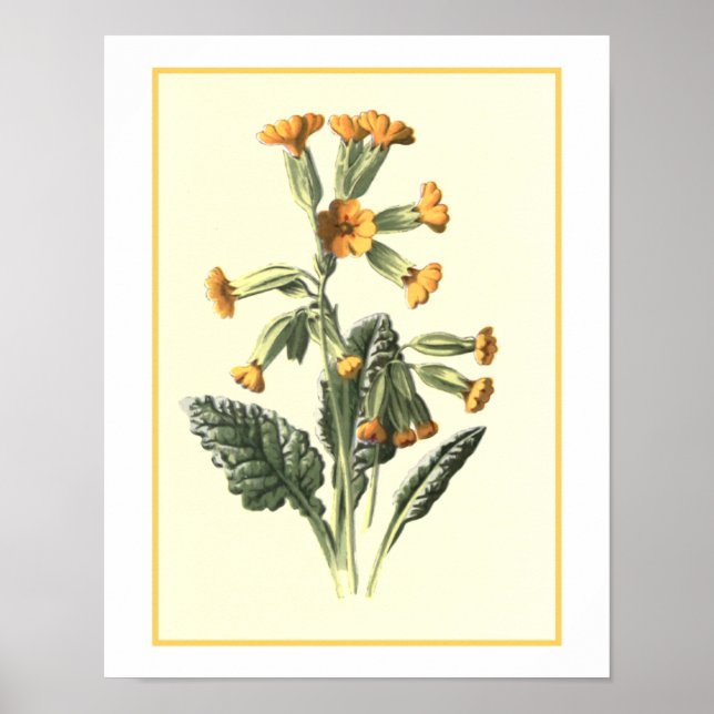 Poster Ilustração Botânica "Cowslip" (Frente)