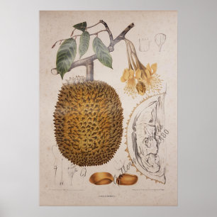Poster ilustração botânica da fruta durian