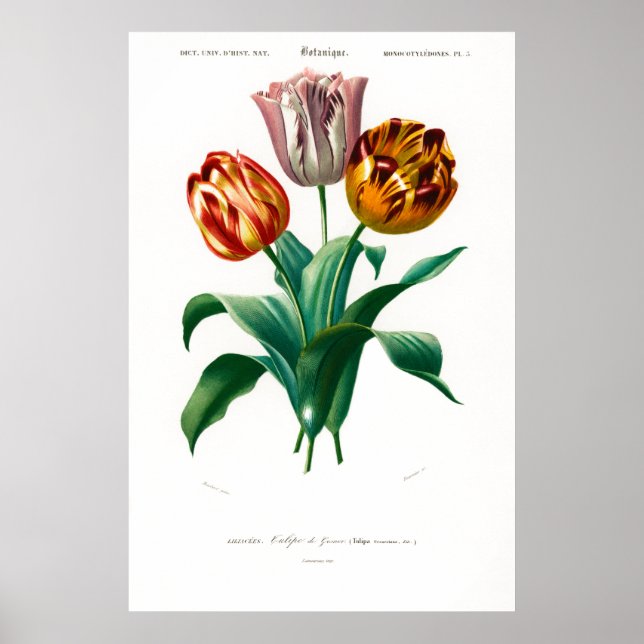 Poster Ilustração botânica da tulipa (Frente)