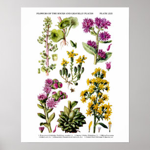 Poster Ilustração botânica das flores selvagens não 1