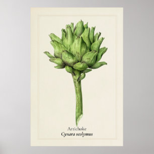 Poster Ilustração Botânica de Alcachofra Antiga Cozinha