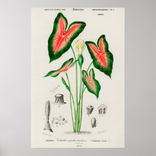 Poster Ilustração Botânica de Caládio