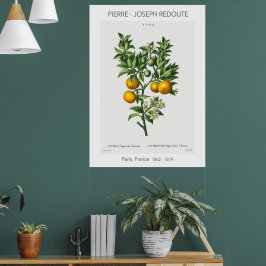 Poster Ilustração Botânica de Citrus Vintage Laranja
