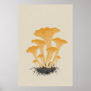 Poster Ilustração Botânica de Cogumelo Cantharelo Amarelo