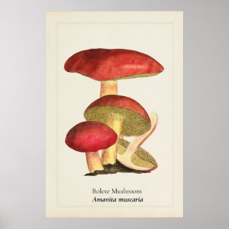 Poster Ilustração Botânica de Cogumelo de Tampa Vermelha