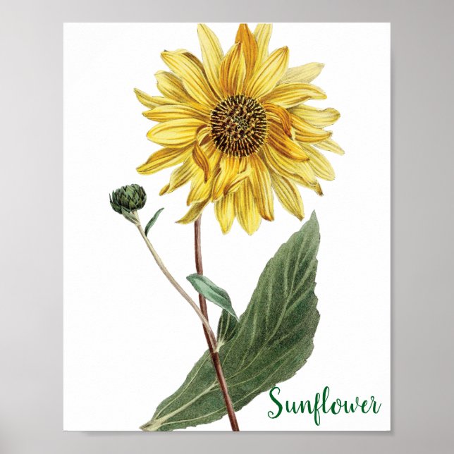 Poster Ilustração Botânica de Girassol Floral (Frente)
