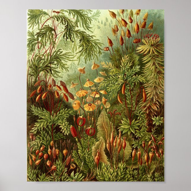 Poster Ilustração Botânica de Musgos Antigos (Frente)