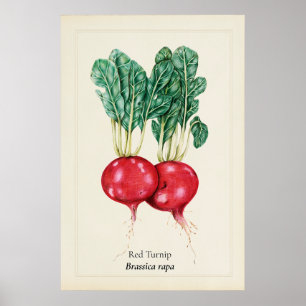 Poster Ilustração Botânica de Nabo Vermelho Antigo em Art