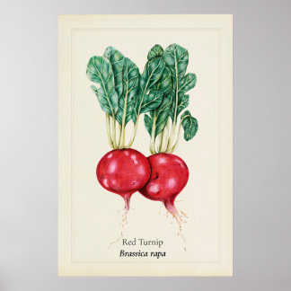 Poster Ilustração Botânica de Nabo Vermelho Antigo em Art