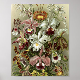 Poster Ilustração Botânica de Orquídeas Vintage