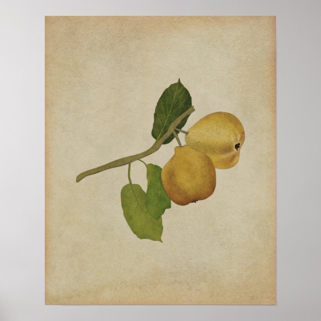 Poster Ilustração Botânica de Pear Amarelo Vintage (Frente)