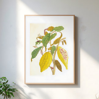 Poster Ilustração Botânica de Planta de Cacau Vintage