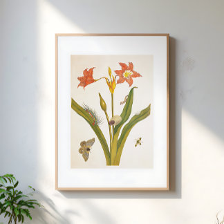 Poster Ilustração Botânica de Planta de Flor Vintage