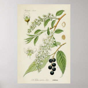 Pôster Ilustração botânica do vintage