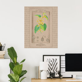 Poster Ilustração Botânica Francesa 24X30