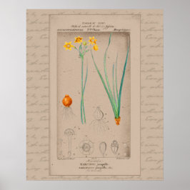 Poster Ilustração Botânica Francesa 24X30 Daffodil