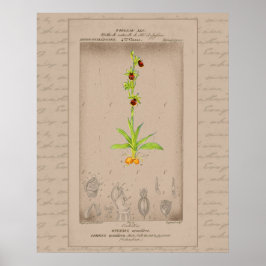Poster Ilustração Botânica Francesa 24X30 Orquídea Aranha