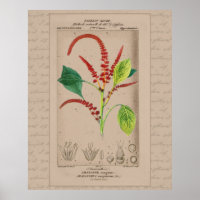Ilustração Botânica Francesa Amaranthus 24X30