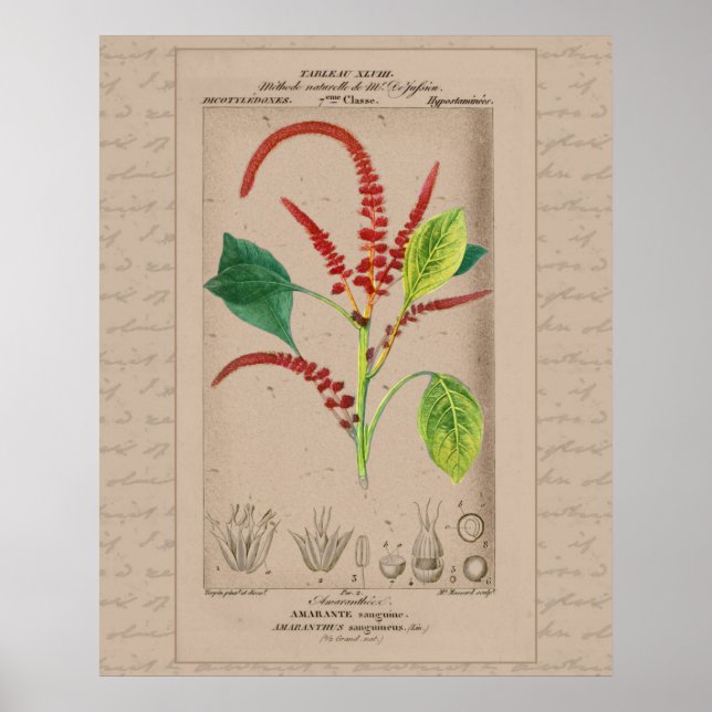 Poster Ilustração Botânica Francesa Amaranthus 24X30 (Frente)