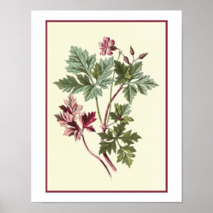Pôster Ilustração Botânica "Herb Robert"