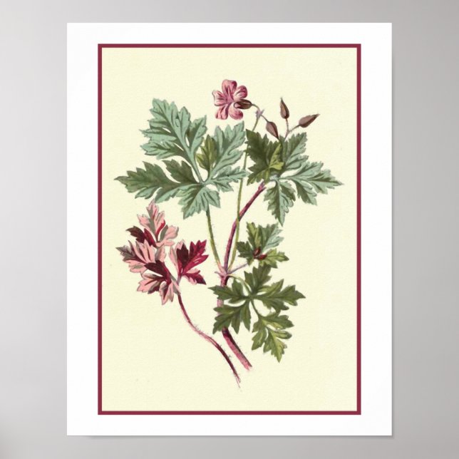Pôster Ilustração Botânica "Herb Robert" (Frente)