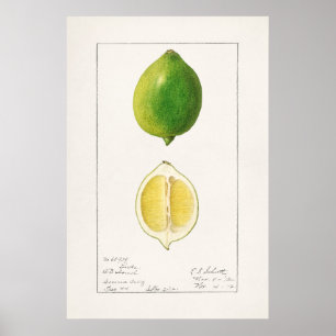 Poster Ilustração Botânica Vintage