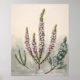 Poster Ilustração Botânica Vintage