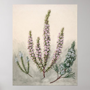 Poster Ilustração Botânica Vintage