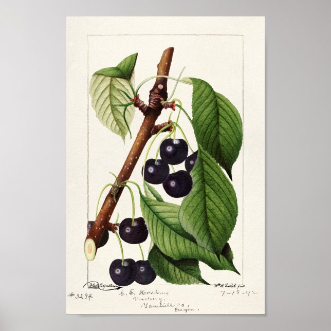 Poster Ilustração Botânica Vintage (Frente)