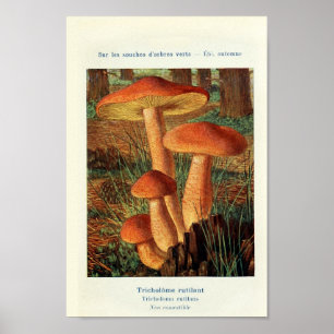 Poster Ilustração Botânica Vintage