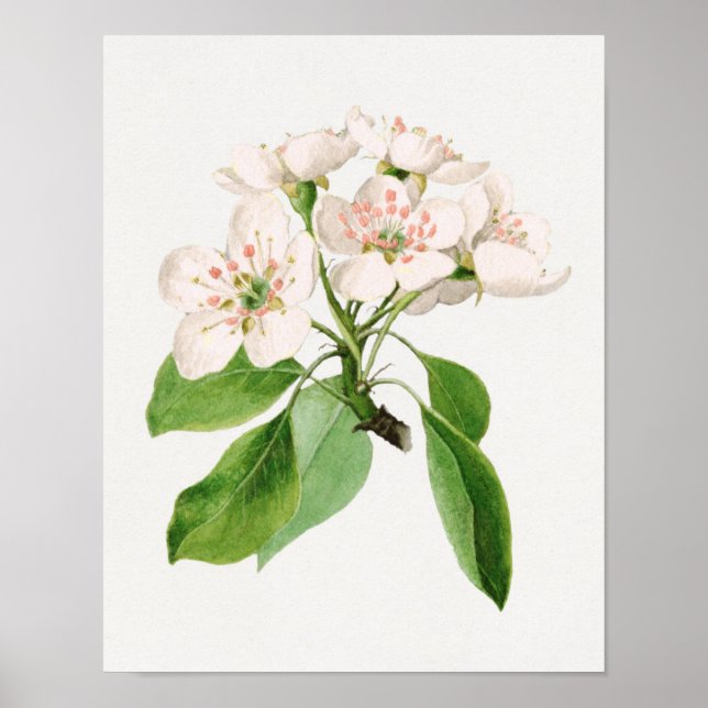 Poster Ilustração Botânica Vintage (Frente)