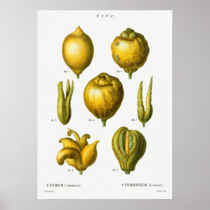 Poster Ilustração Botânica Vintage