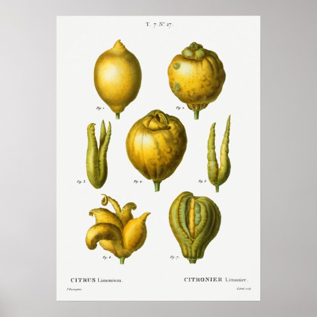 Poster Ilustração Botânica Vintage (Frente)