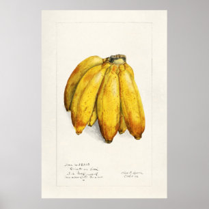 Poster Ilustração Botânica Vintage