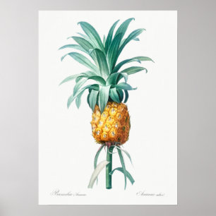 Poster Ilustração Botânica Vintage
