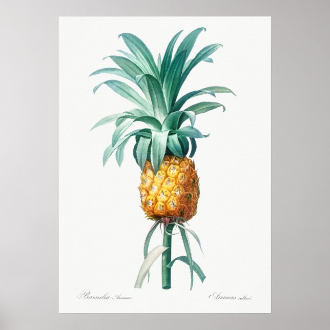 Poster Ilustração Botânica Vintage (Frente)