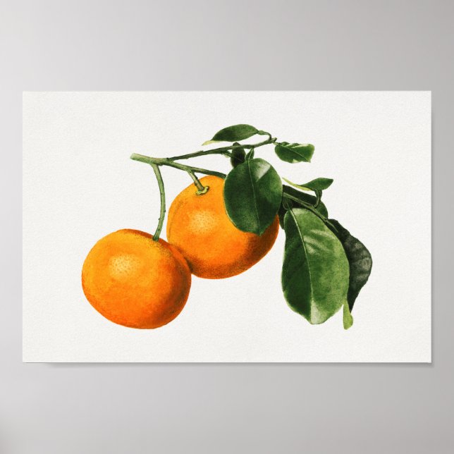 Poster Ilustração Botânica Vintage (Frente)