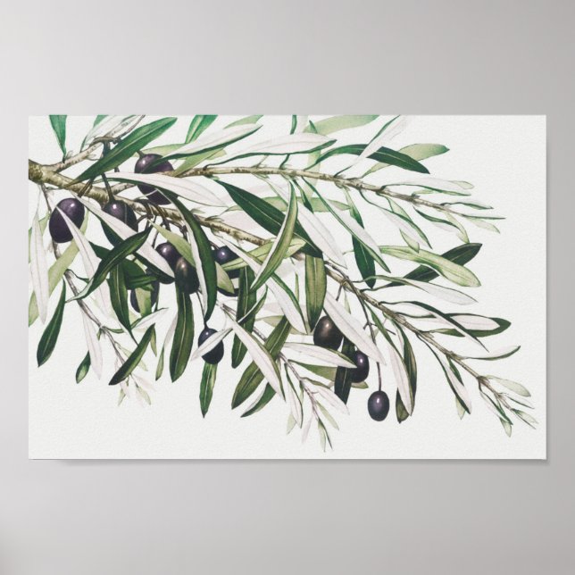 Poster Ilustração Botânica Vintage (Frente)