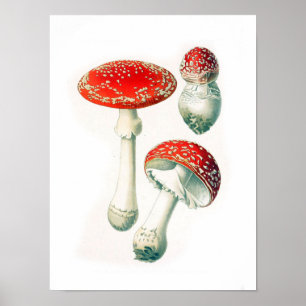 Poster Ilustração Botânica Vintage