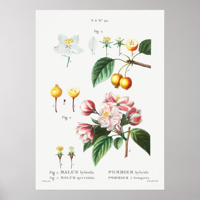 Poster Ilustração Botânica Vintage (Frente)