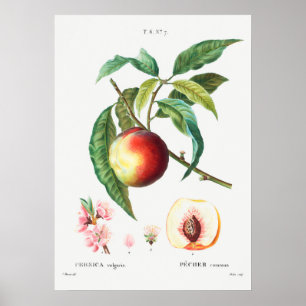 Poster Ilustração Botânica Vintage