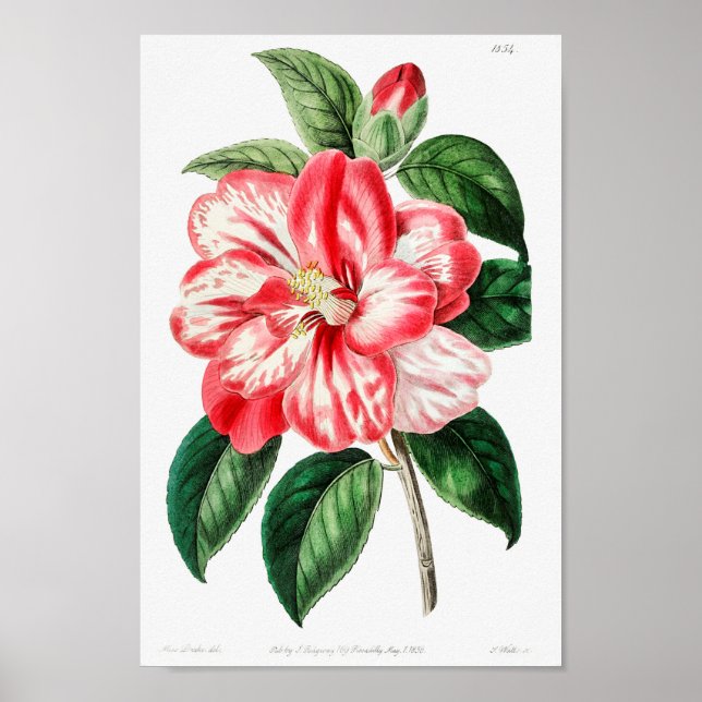 Poster Ilustração Botânica Vintage (Frente)