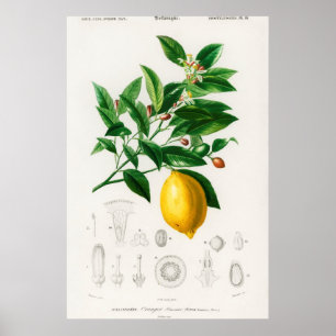 Poster Ilustração Botânica Vintage